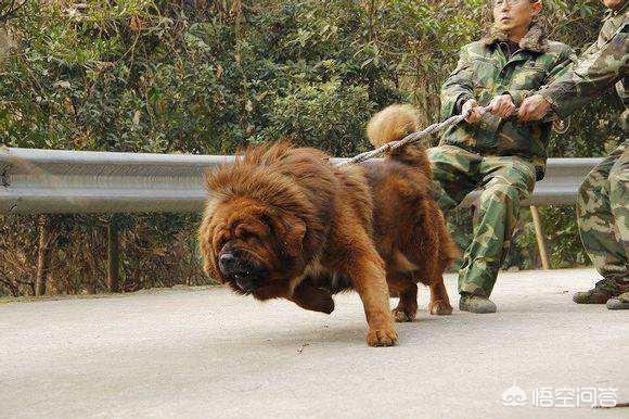 什么狗能咬死藏獒图片:一只训练有素的德国牧羊犬打得过我国的藏獒吗？为什么？ 什么狗能咬死藏獒