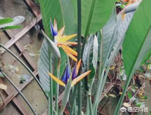 植物鹤顶红图片:朱顶红和对红有什么区别？如何区分？