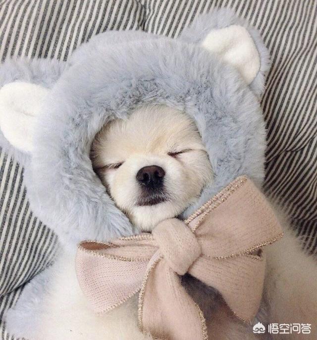 不爱叫的中小型犬有哪些:哪些小型犬的脾气不是很好？