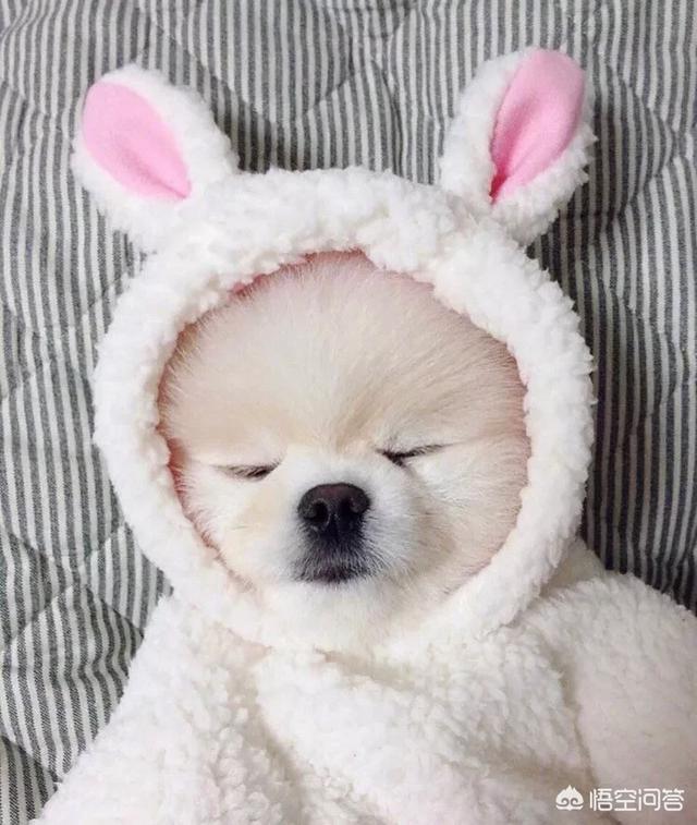 不爱叫的中小型犬有哪些:哪些小型犬的脾气不是很好？
