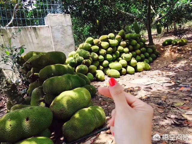 菠萝蜜有黑斑点能吃吗，菠萝蜜上面的黑点是什么影响食用吗