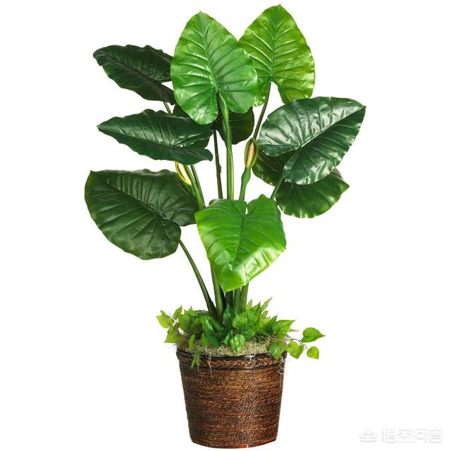 室内净化空气植物:家里放什么绿植能净化空气？