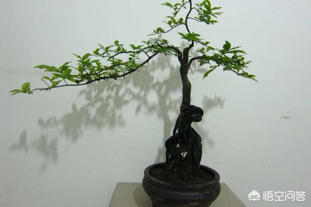 金喜庆:金弹子什么时候摘叶比较好？