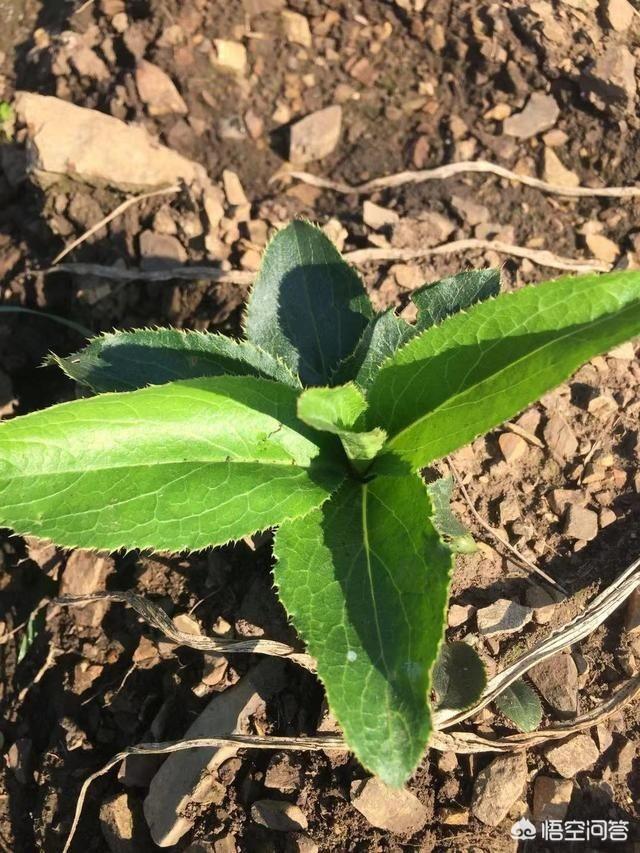 有50亩沙土地,2019年种植什么中药材好？