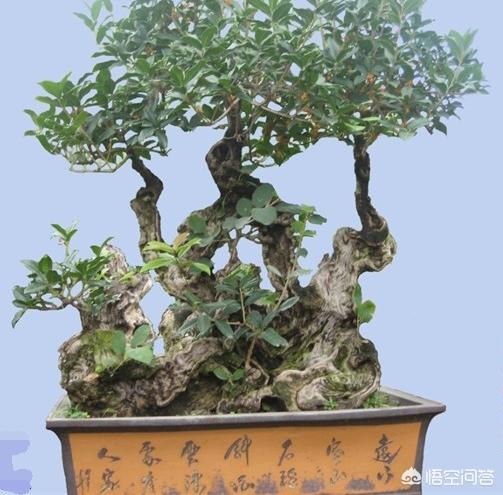 头条问答 盆栽大的桂花树落叶子该怎么办 28个回答