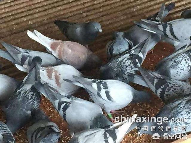 信鸽饲料配制:鸽子饲料有鱼粉吗？可以吃鱼粉吗？
