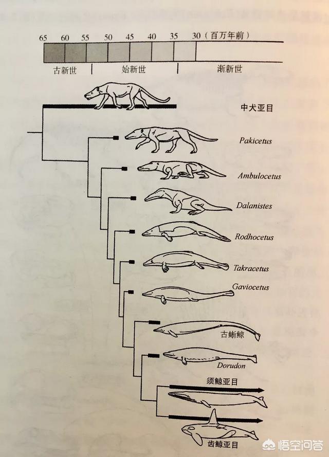 海洋哺乳类动物简笔画:海洋的动物简笔画 从生物学的角度来看，鲸鱼为什么是哺乳动物？