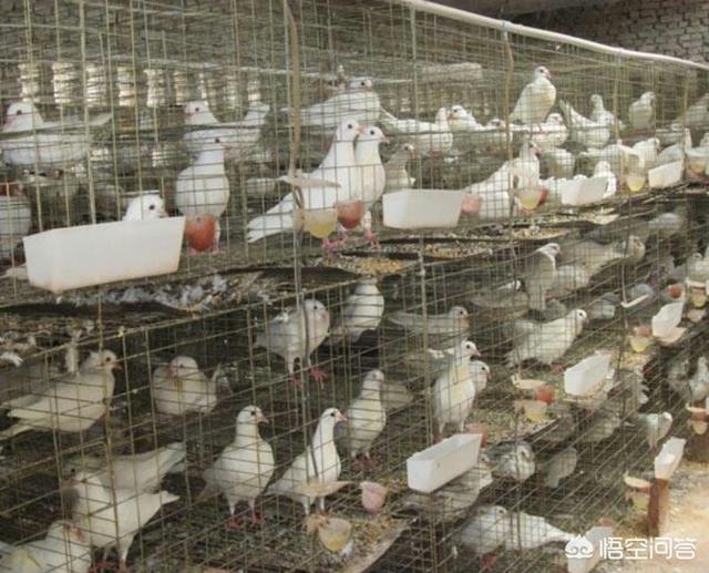 仑替鸽:农村养殖肉鸽可行吗？需要注意哪些问题？
