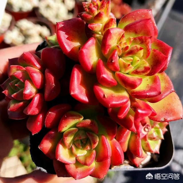 多肉植物栽培:多肉植物栽培技术 新手养多肉，小多肉该如何养护？