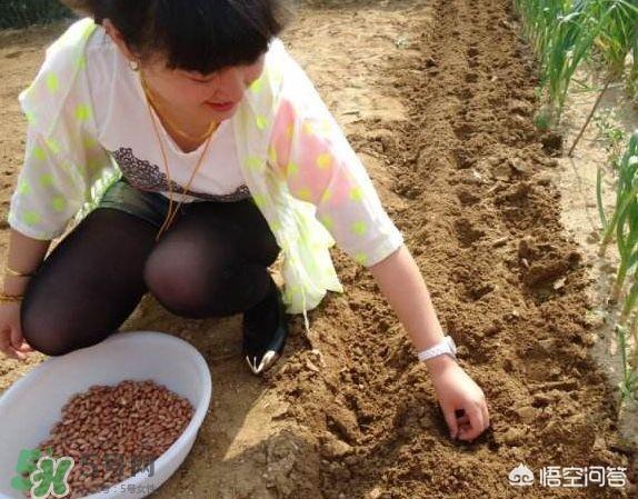 野菊花生蚜虫怎么防治:菊花蚜虫图片与防治 花生田间地下害虫调查取点方式方法有哪些？