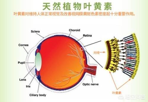 眼睛有红血丝用什么眼药水比较好:眼睛红有红血丝用什么眼药水 想用叶黄素改善红血丝，用哪种牌子好？