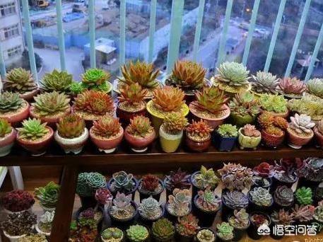 芦荟会吸引裨虫:吊兰和芦荟适合摆放在卧室的窗台上吗？