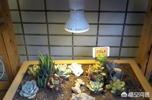 芦荟会吸引裨虫:吊兰和芦荟适合摆放在卧室的窗台上吗？