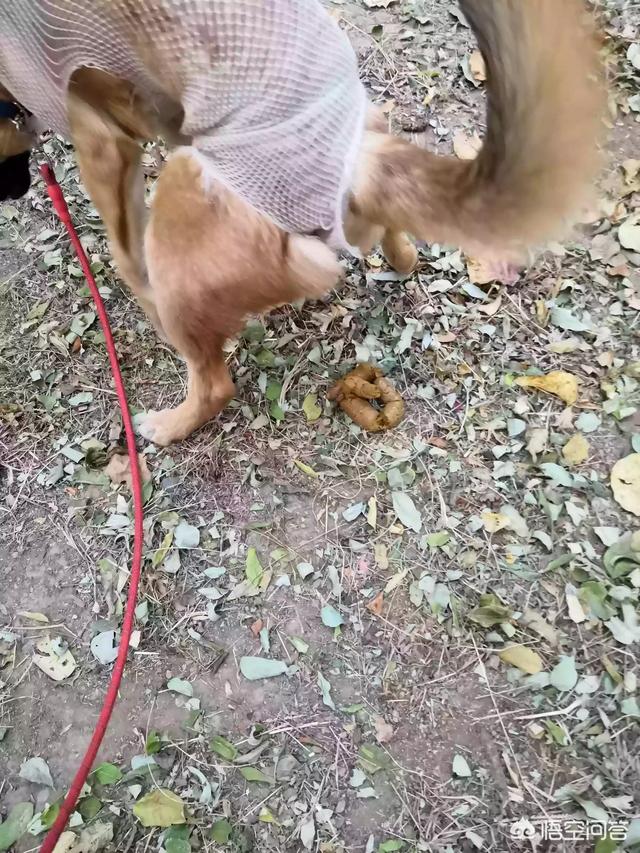 最丑的狗叫什么犬种:爱狗人士指的是什么意思？