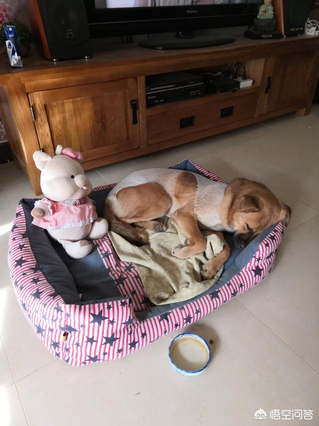 最丑的狗叫什么犬种:爱狗人士指的是什么意思？