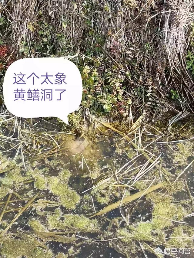 水蚯蚓吃什么:黄鳝平时钻进水稻田的泥土里，草也不吃，它们是吃什么长大的？