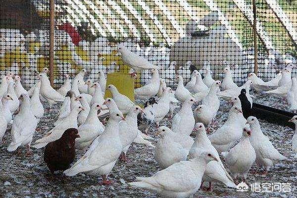 北方鸽子的养殖:在农村养殖肉食鸽子，前景如何？