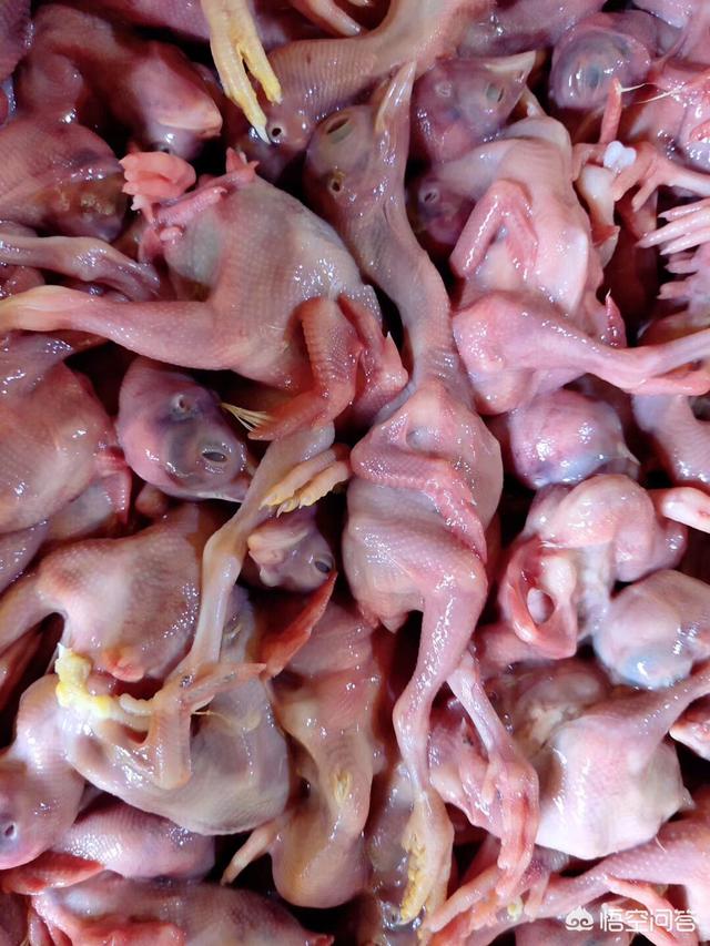 正规猫舍短腿猫:想了解一下正规猫舍喂的是什么猫粮？自制的能分享一下食谱吗？ 长腿猫和短腿猫打架