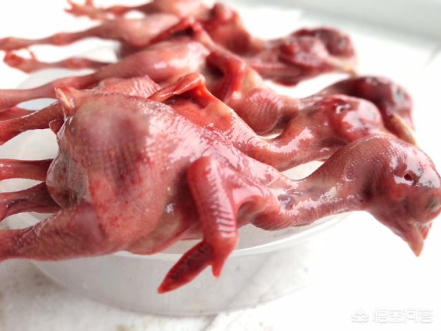 正规猫舍短腿猫:想了解一下正规猫舍喂的是什么猫粮？自制的能分享一下食谱吗？ 长腿猫和短腿猫打架