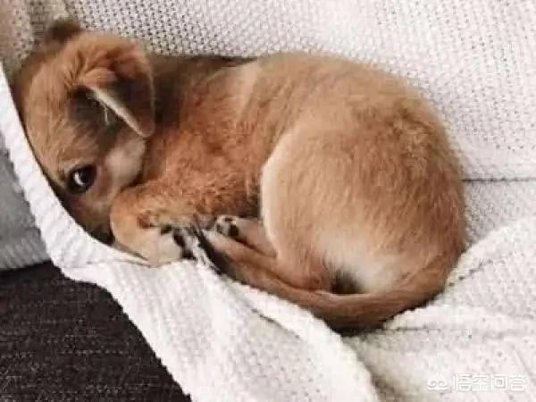 捡到一只流浪狗说说:刚捡来的流浪狗狗如何处理？
