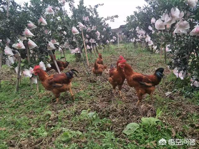 乌鸡的营养价值:乌鸡营养价值很高，却并不容易养殖，如何做到科学养殖提高效率？