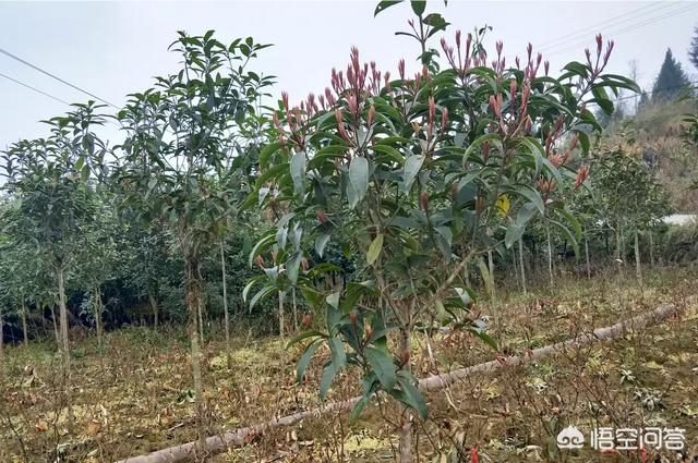 安第斯山猫可以养殖吗:在农村养土鸡是种怎样的体验？