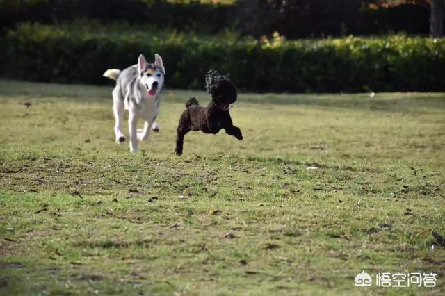 成都cku认证犬舍:朝九晚五的，合租但想养狗合适吗？