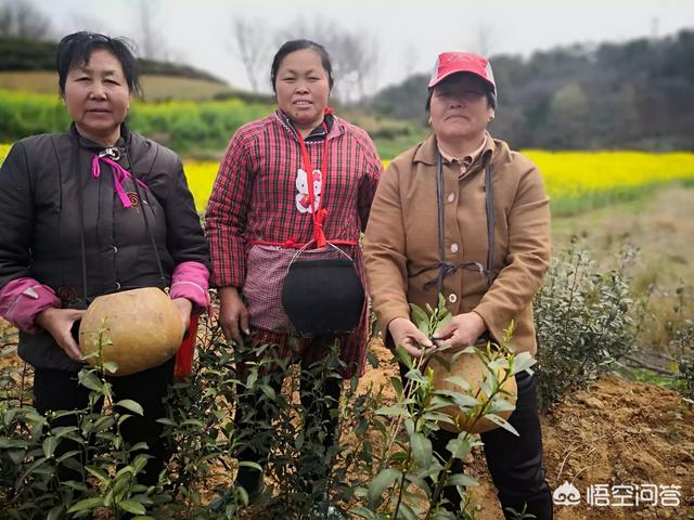 电子商务师可以找什么工作，电子商务以后可以做什么工作