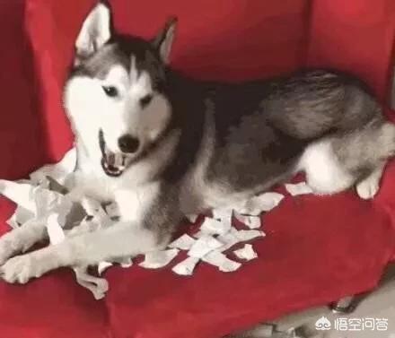 萌狗狗:#萌星人成长记#狗狗是不是故意撕家的？