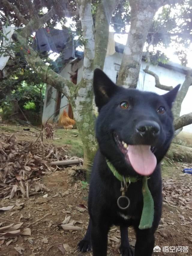 什么猎犬骚路好？