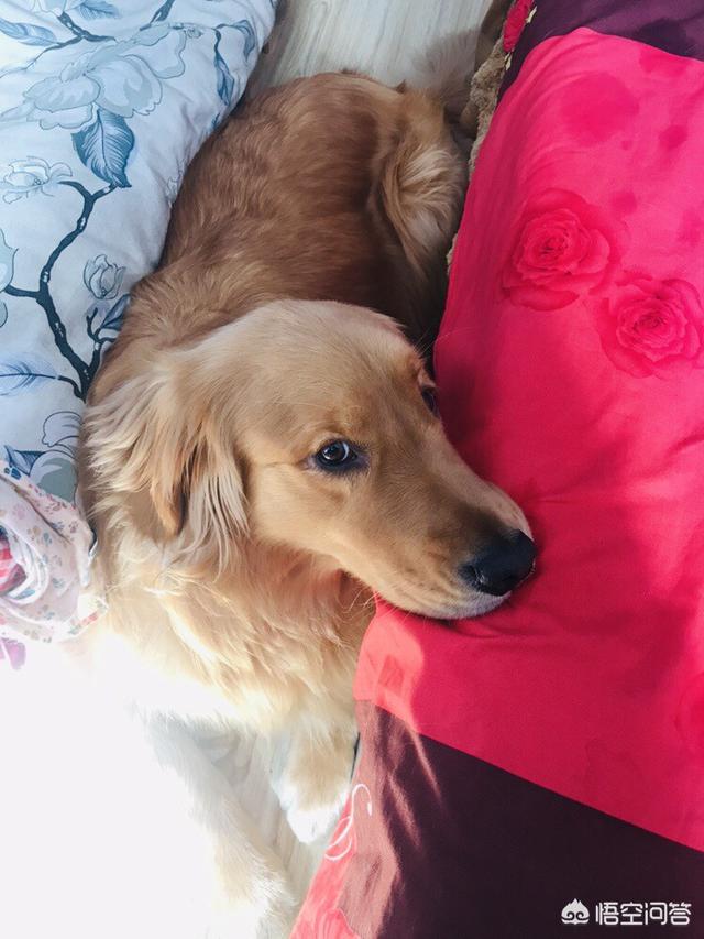 拉布拉多幼犬怎么养:不同阶段的拉布拉多犬该怎么照顾？