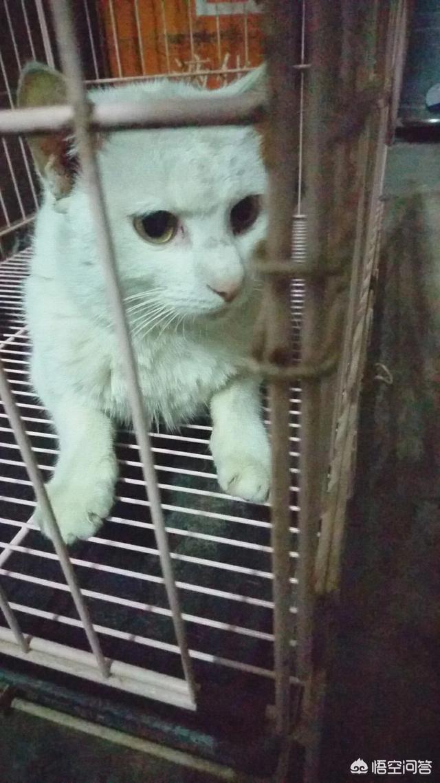 愤怒的猫咪下载:有的狗为什么总喜欢追猫？ 愤怒的猫咪下载安装