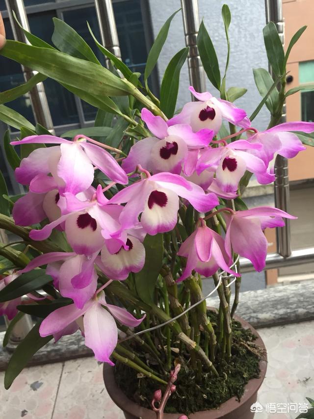 林靖恩播种成功:金钗石解花蕾种子怎么种才发芽出苗