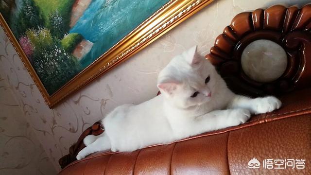 鱼松拌饭 猫饭:猫把梳下来的毛球吃了怎么办？