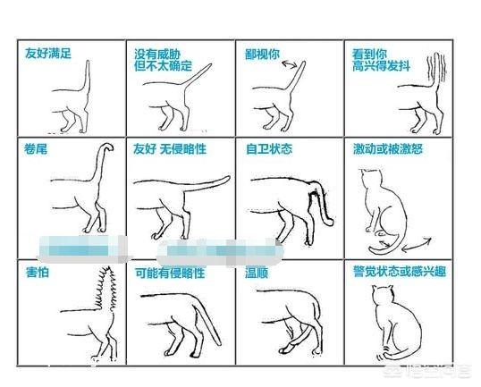 猫闻到臭脚后为什么会张开嘴:猫咪一见面，为什么会先“闻屁股”？