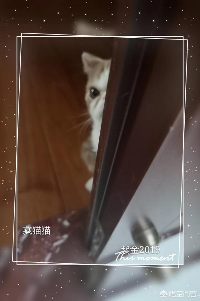 可爱的小猫咪动态:猫咪为什么喜欢看窗外呢？