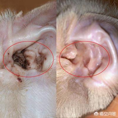 惠比特犬体味重吗:为什么狗狗体味越来越重？