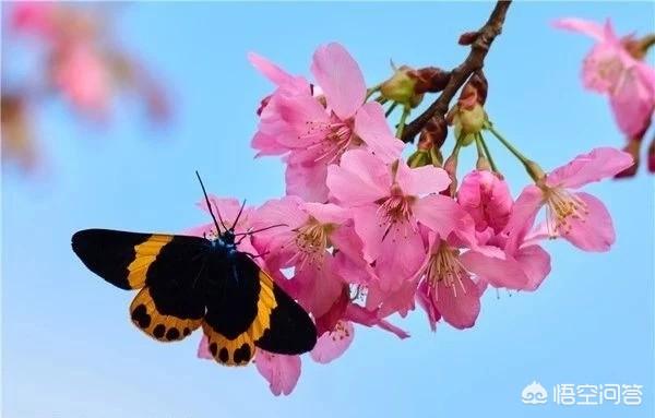 王鸥老公是谁:对于现在明星夫妻出轨你们怎么看