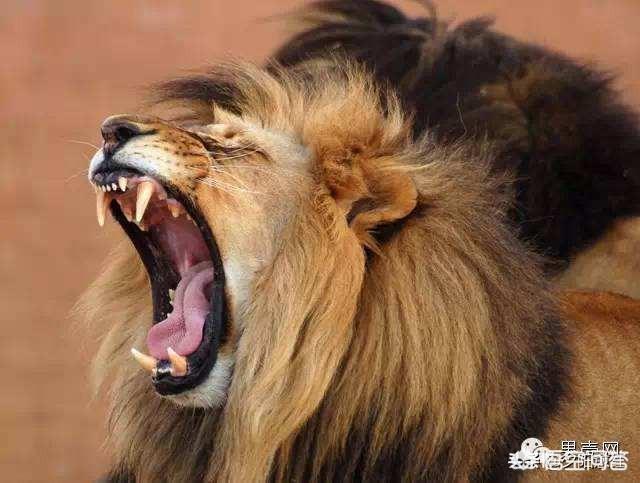 头条问答 - 如何用"画龙点睛"写诗?(4个回答)