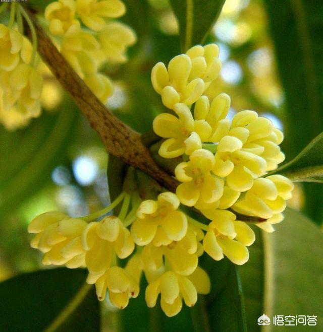 桂花树种子:桂花种子在河南可以种吗？