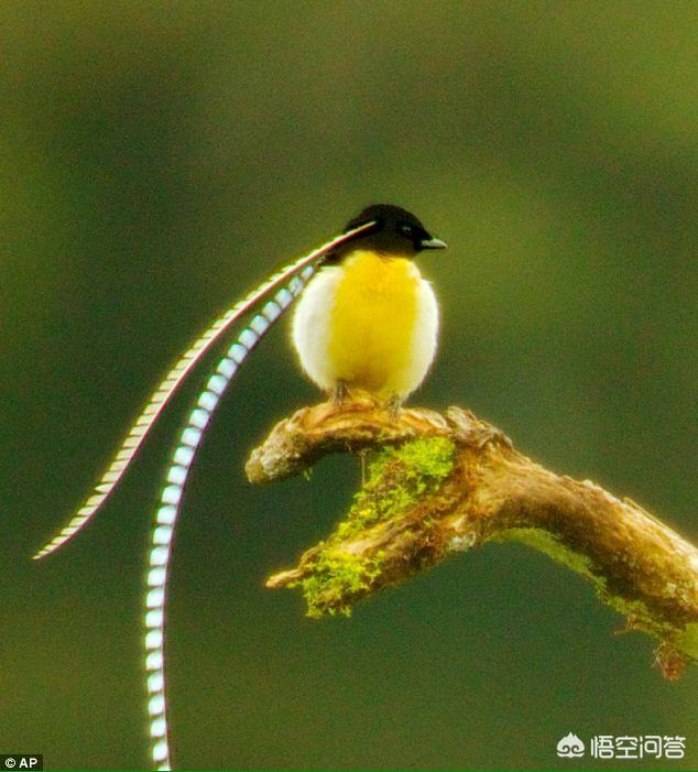 头条问答 - 你家鸟都有哪些奇怪的习惯?(7个回答)