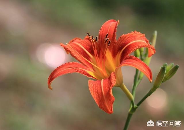 大花萱草哪个品种值得种植:大花萱草适合盆栽吗？需要怎么养护？