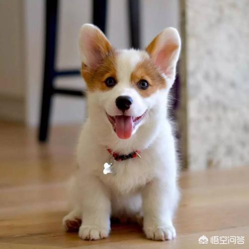 柯基幼犬适合什么狗粮:柯基犬七个月吃什么狗粮？ 柯基幼犬吃什么牌子的狗粮好