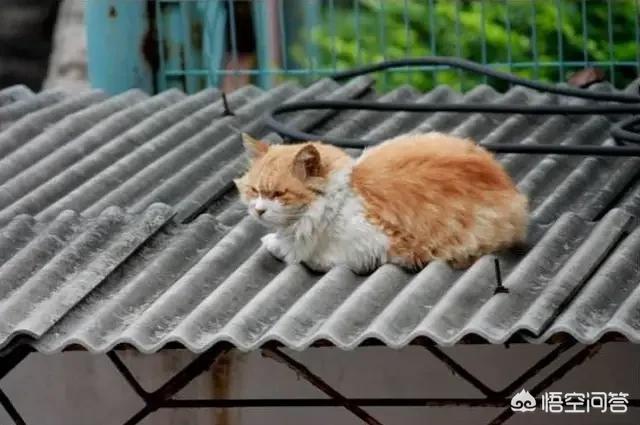 家家猫:家家猫电视购物 猫老了以后生下的孩子为什么自己要吃掉？