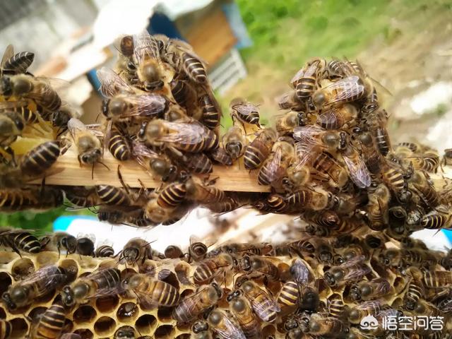 你还了解有关蜜蜂的知识吗:你还知道关于蜜蜂哪些知识 蜂蜜真的有养蜂人说的那么多功效吗？而你又知道有哪些功效？