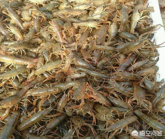 中老年补钙过量:小龙虾补钙计量大了会怎么样？