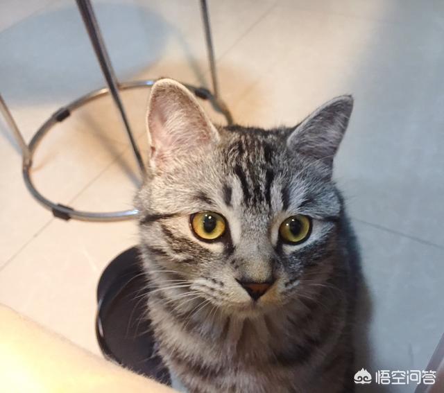 猫咪日常:你和你家猫主子的日常是怎样的？