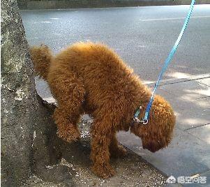 贵宾犬的图片:贵宾犬软便有点血，贵宾犬为什么软便带血？