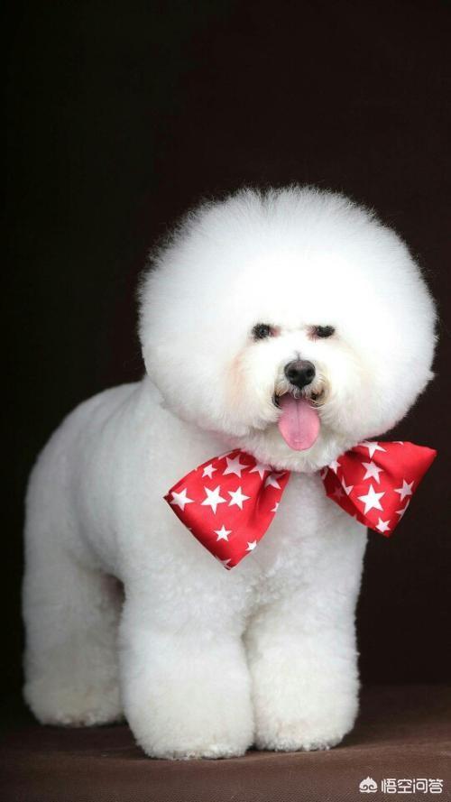 狗狗什么时候开始认主？插图8