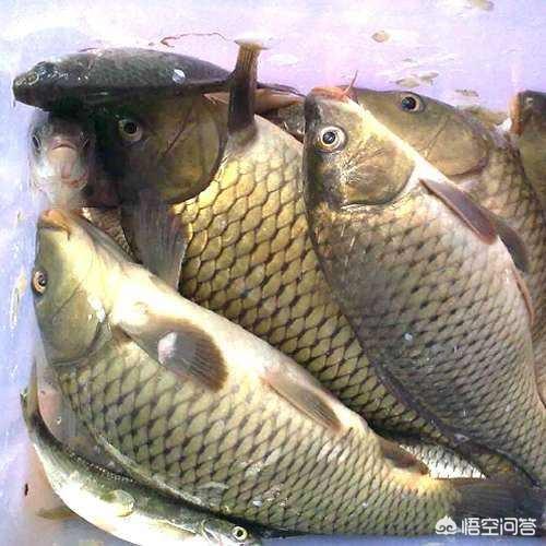 黄金鲫鱼养殖:想搞淡水鱼养殖，什么鱼比较容易养呢？请高人指点？